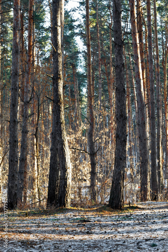 Autumn forest trees. nature green wood sunlight backgrounds.