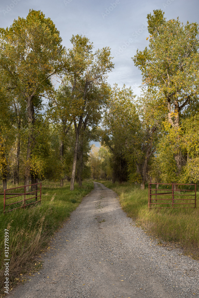 graveled road with open gate and lined by green trees graveled road with open gate and lined by green trees