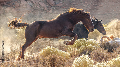 jumping horse