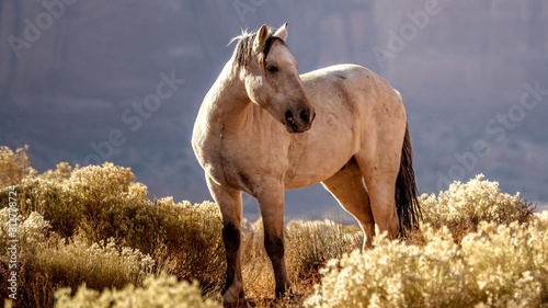 white horse