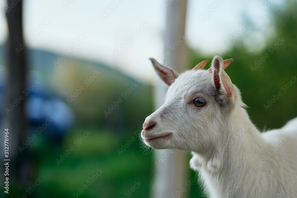 portrait of a goat portrait of a goat