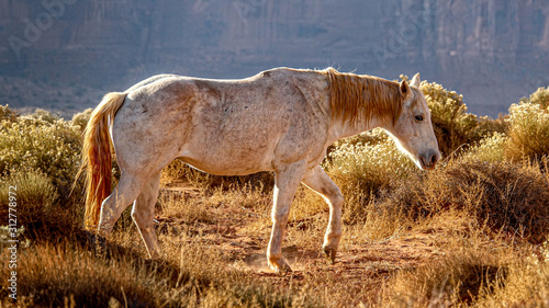 wild horses