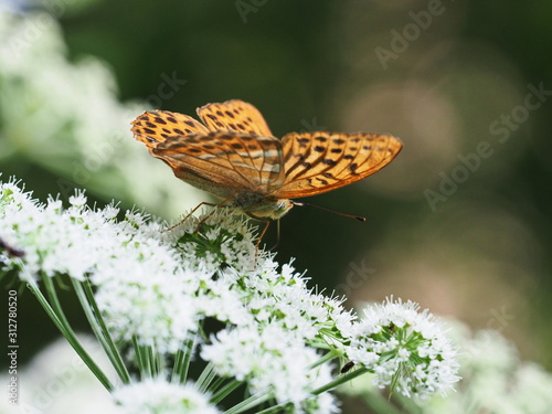 orange brauner Schmetterling auf Doldenblüte photo