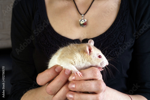  White thoroughbred rat in female hands. The concept of home care pets and veterinarian. The Chinese New Year on the Eastern calendar