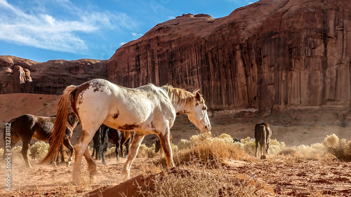 wild horses