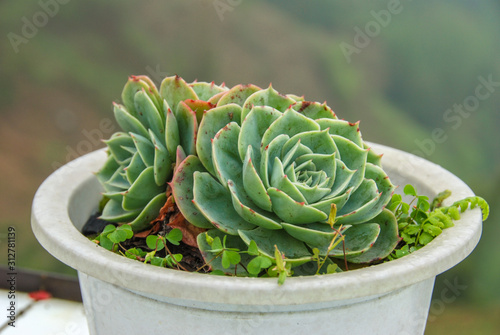 Echevaria green succulent plant in white flowerpot  photo