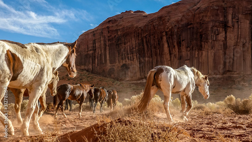 wild horses