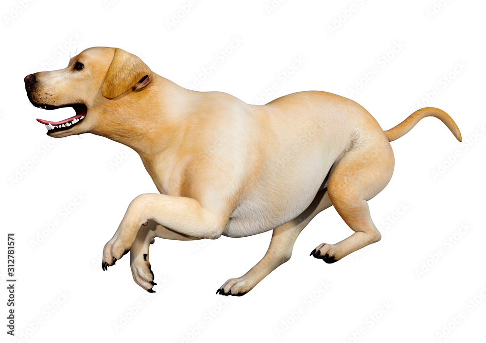 Obraz premium 3D Rendering Labrador Dog on White