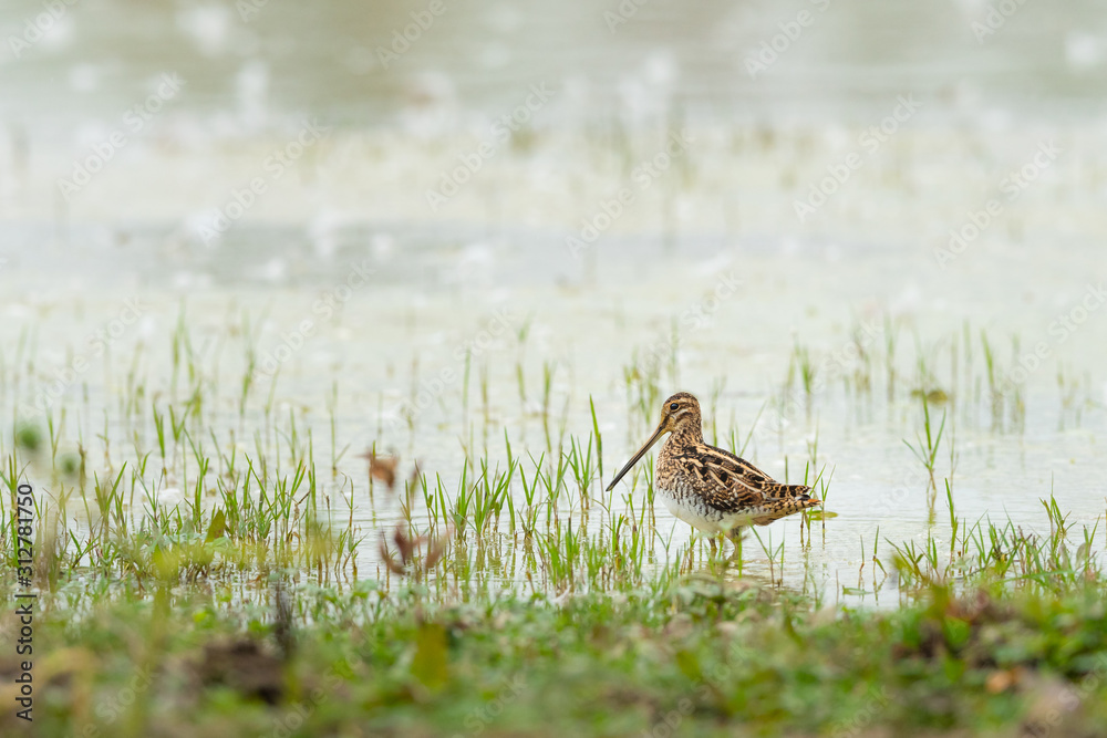Common snipe walking near a pond and looking for food Common snipe walking near a pond and looking for food