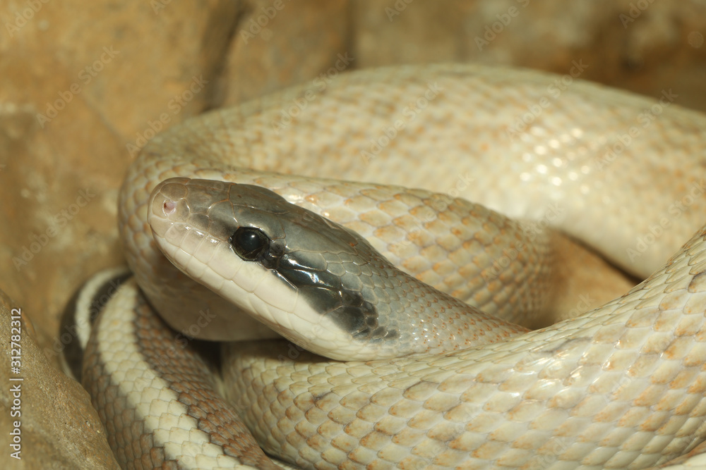 Fototapeta premium close up white snake in garden at thailand