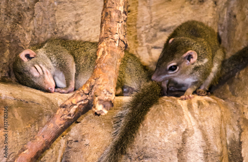 Close up of funny moment with couple of treeshrews photo