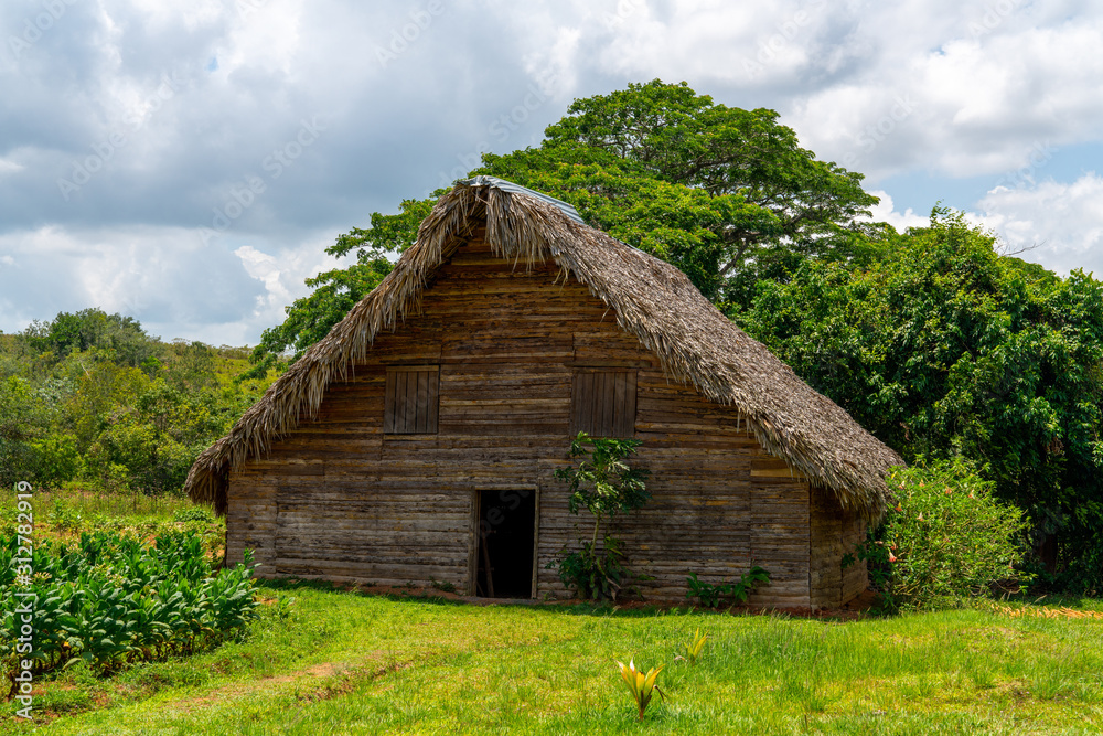 Fototapeta premium Tobacco shed or barn for drying tobacco leaves in Cuba