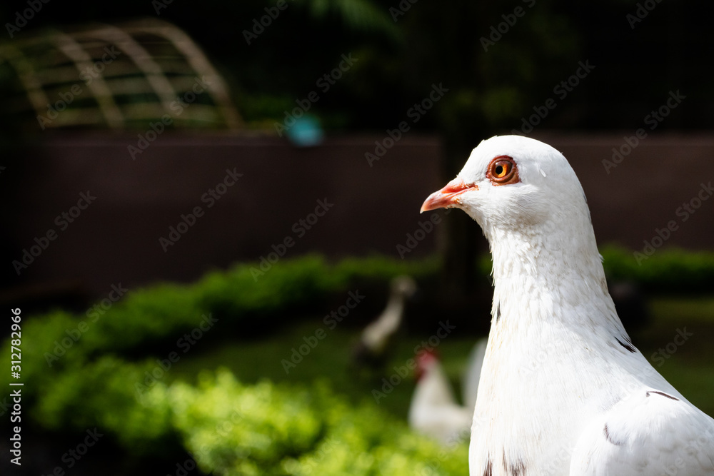 A white pigeon posing for the camera A white pigeon posing for the camera