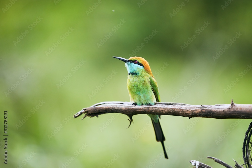 Obraz premium Colorful bee eater on branch