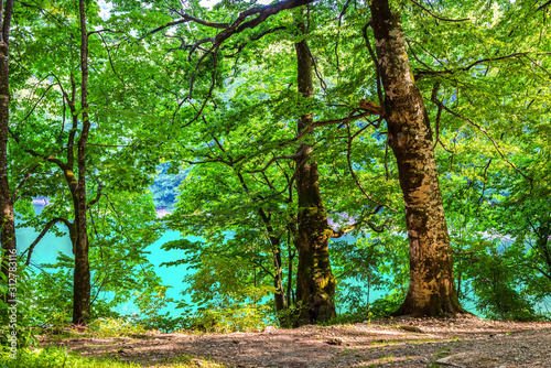 Forest on Biogradskoe lake photo