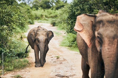 Photography Wildlife elephants in Sri Lanka