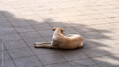 Street dog walking relaxing on the floor in Cairo Egypt