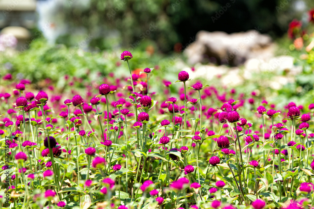 Globe amaranth beauty flower. Gomphrena globosa Globe amaranth beauty flower. Gomphrena globosa