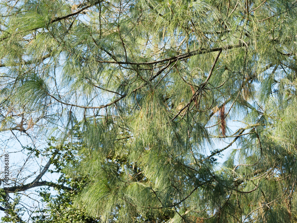 Pinus wallichiana) Pin pleureur de l'Himalaya au feuillage élégant à  longues aiguilles fines en bouquets pendant Stock Photo | Adobe Stock