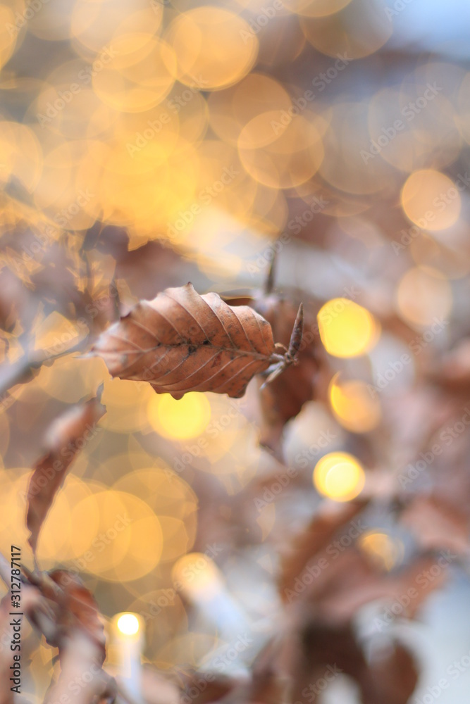 defocused abstract lights and tree defocused abstract lights and tree