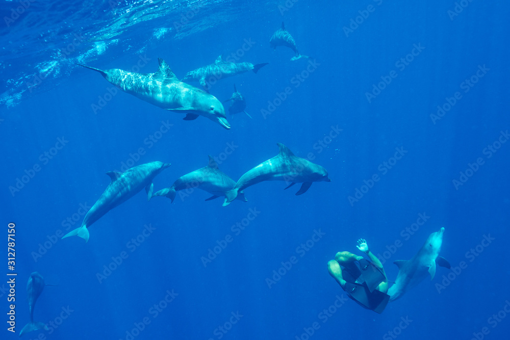 Naklejka premium Play with dolphins