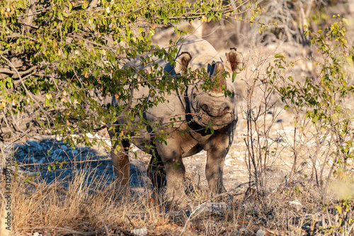 A black Rhinoceros - Diceros bicornis- eating scrubs on the plains of Etosha national park  Namibia  during sunset