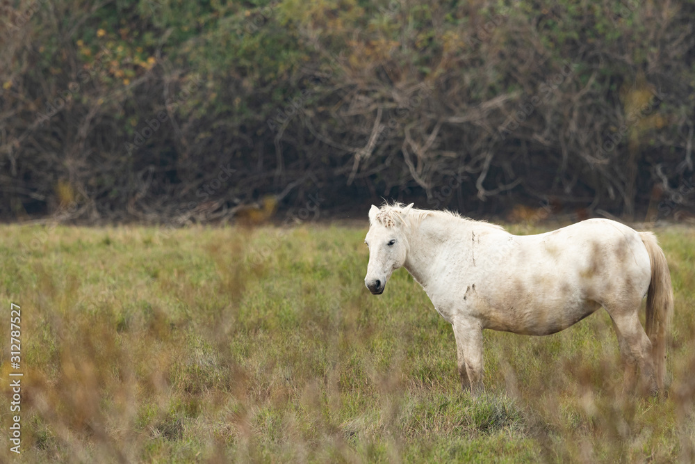 A white Camargue horse standing in a meadow A white Camargue horse standing in a meadow