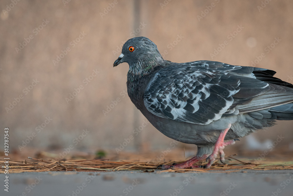 A domestic pigeon looking for food on the street A domestic pigeon looking for food on the street