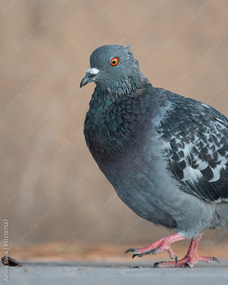 A domestic pigeon looking for food on the street A domestic pigeon looking for food on the street