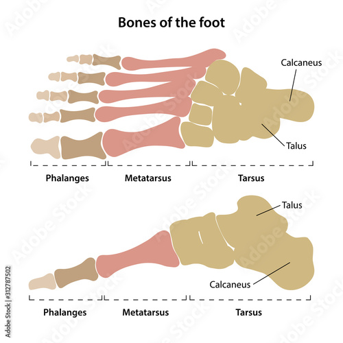 Bones of the foot with main parts labeled and colored. From above and medial views. Vector illustration in flat style on white background