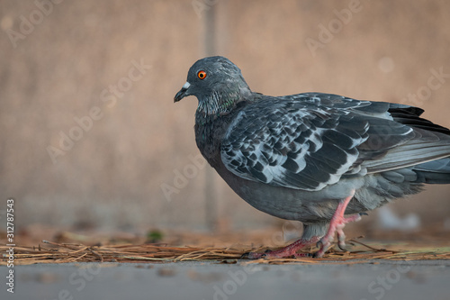 A domestic pigeon looking for food on the street
