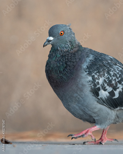 A domestic pigeon looking for food on the street