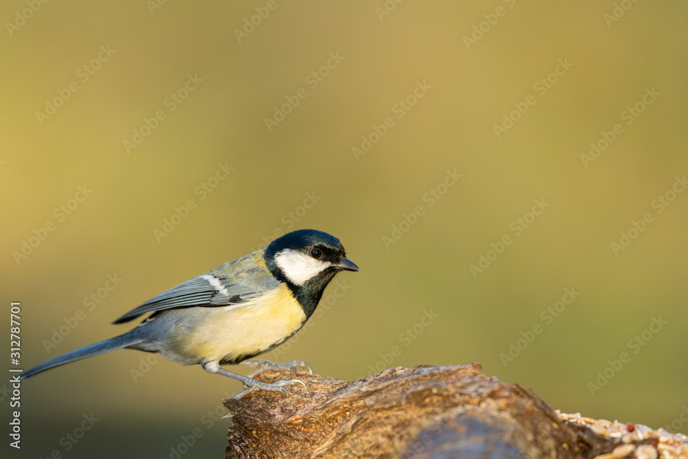 A great tit sitting on a piece of wood