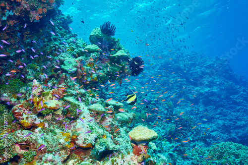 Fototapeta Naklejka Na Ścianę i Meble -  Paradise of tropical fish