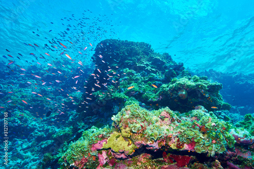 Fototapeta Naklejka Na Ścianę i Meble -  Beautiful coral reef