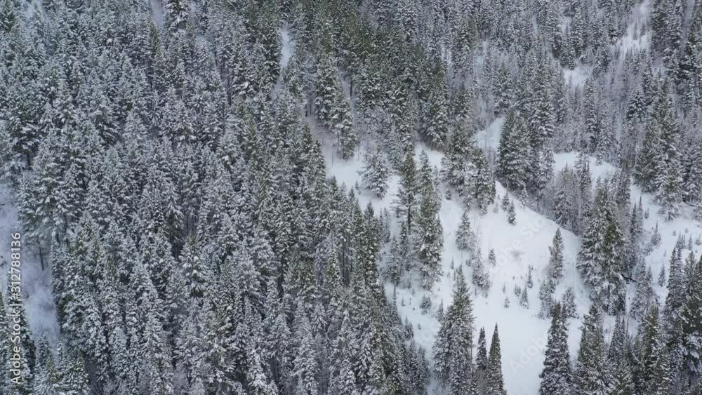 Fly over snowy pine trees Fly over snowy pine trees