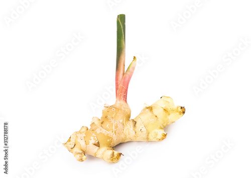 Fresh ginger root with stem isolated on white background