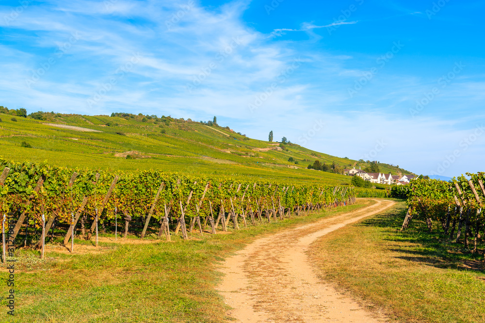 Rural road among vineyards on hills near Riquewihr village on sunny beautiful day, Alsace Wine Route, France Rural road among vineyards on hills near Riquewihr village on sunny beautiful day, Alsace Wine Route, France