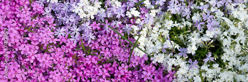 Various blooming Phloxes in the garden in spring. Panoramic image