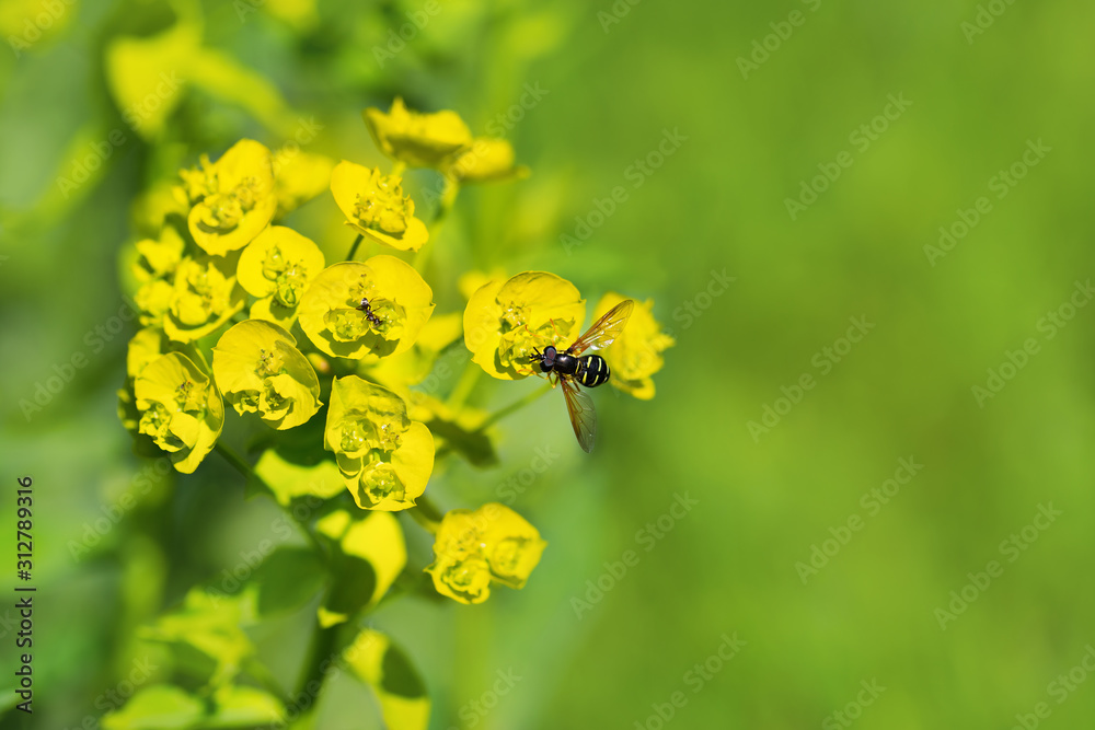 Fly hoverfly drinking nectar at flowers in the sun Fly hoverfly drinking nectar at flowers in the sun