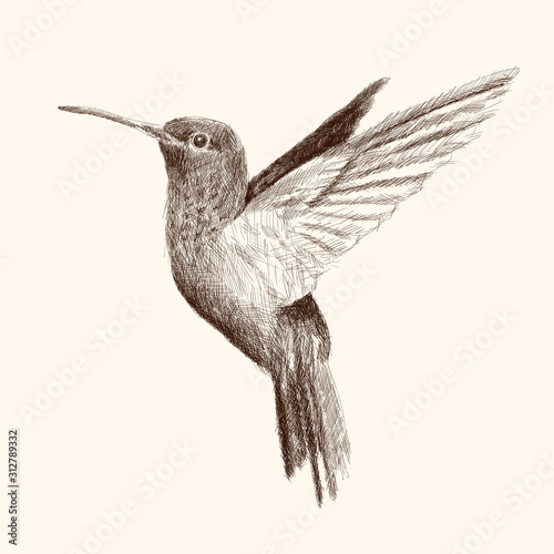 Hummingbird flaps its wings and flies. Pencil hand drawing sketch on a beige background.