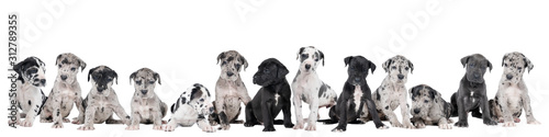 Panorama of a litter of puppies of the Great Dane Dog or German Dog, the largest dog breed in the world, Harlequin fur, white, blue, black with black, white spots, sitting isolated in white background
