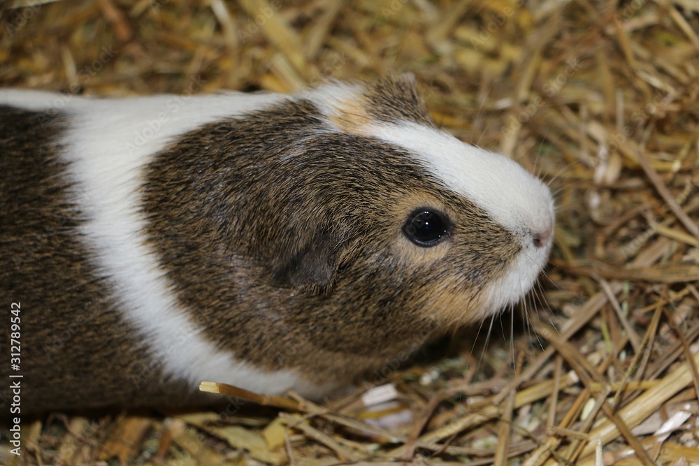 close up of a head portrait from a small guinea pig
