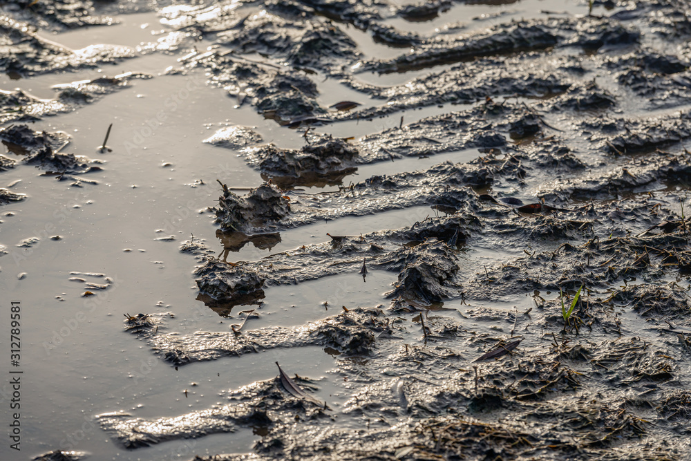 Obraz premium Tire tracks in soaked clay soil