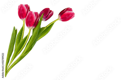 Fototapeta Naklejka Na Ścianę i Meble -  spring colorful flowers tulips