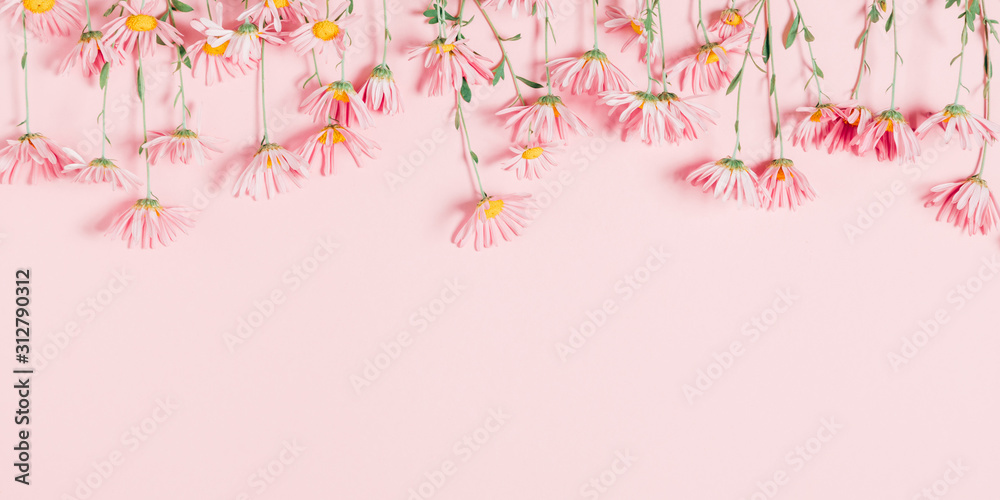 Beautiful flowers composition. Pink flowers chamomile on pastel pink background. Valentines Day, Happy Women's Day, Mother's day. Flat lay, top view, copy space, banner