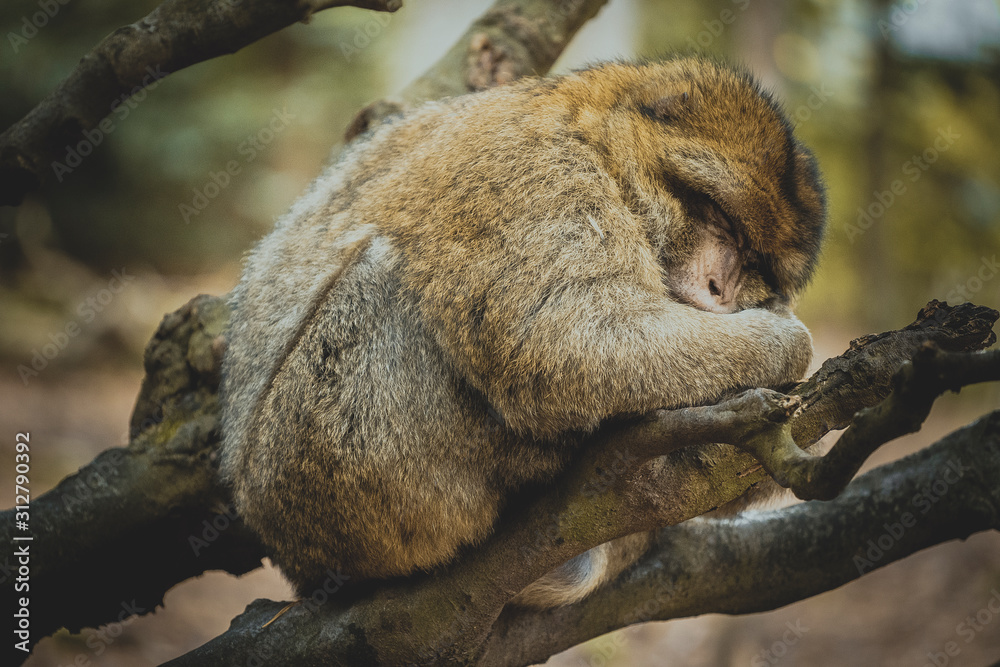 Konstfotografi Affe schläft auf Baum