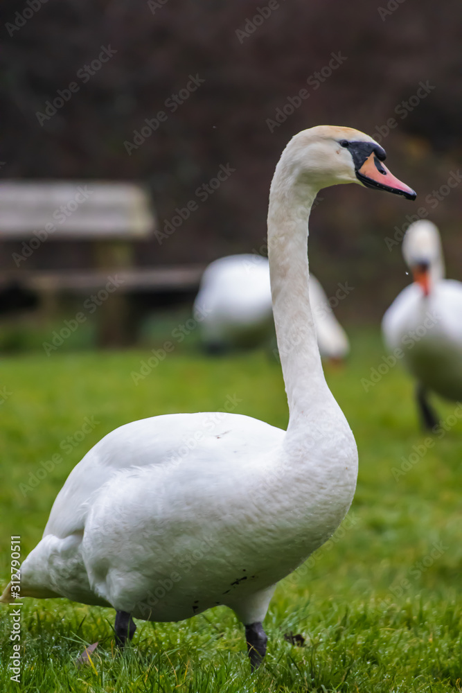 swan on lake swan on lake