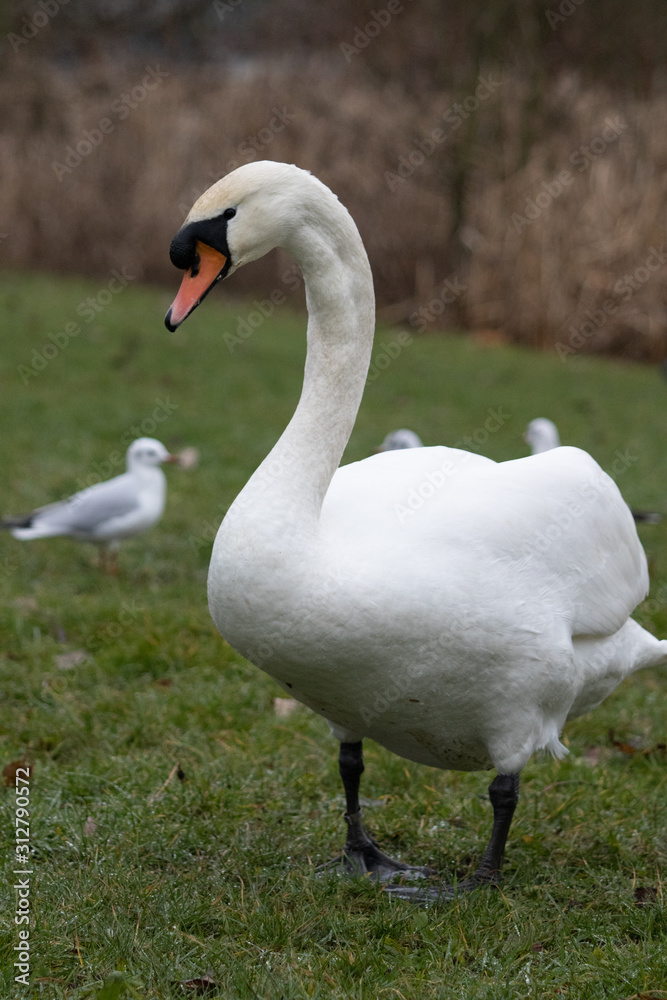Fototapeta premium swan on lake