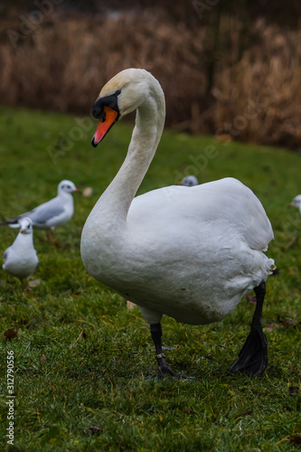 swan on lake